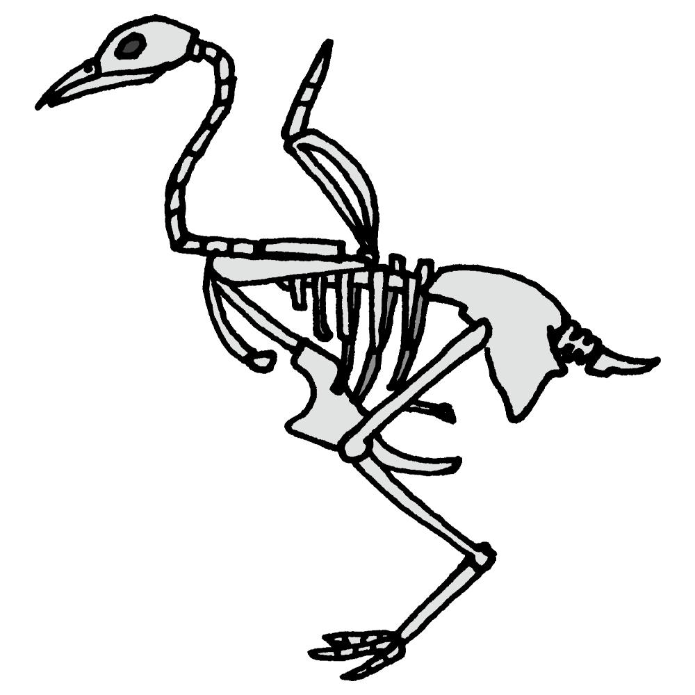 鳥の骨格標本のフリーイラスト