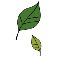 手書き風,植物,葉っぱ,2枚,リーフ,飾り,光合成,葉,木,草,緑葉
