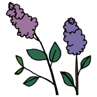 ライラック,らいらっく,紫丁香花,リラ,4月,5月,北海道,札幌市,花,植物,手書き風